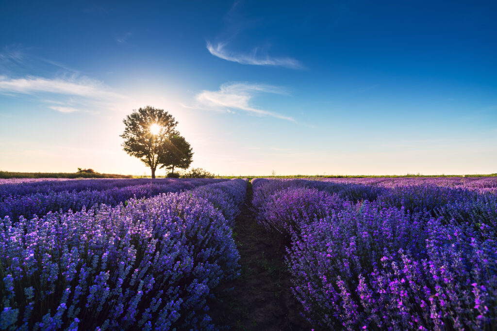 Lavendelveld met paarse bloemen en een boom silhouet tegen een zonnige blauwe lucht.