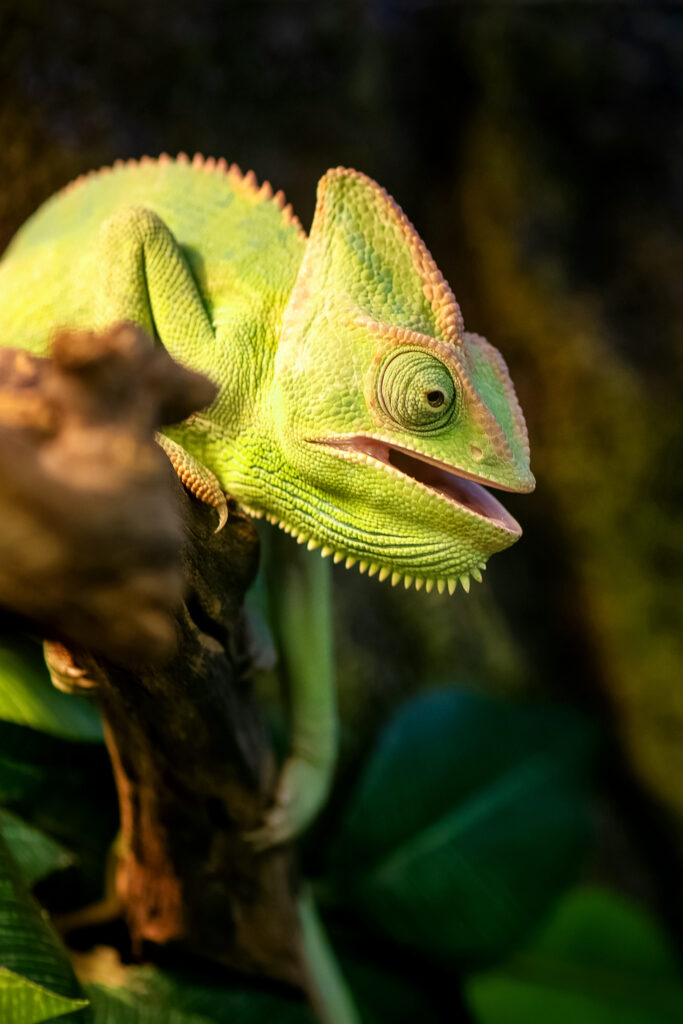 Verticale foto van een groene kameleon op een tak die naar rechts kijkt met geopende bek.