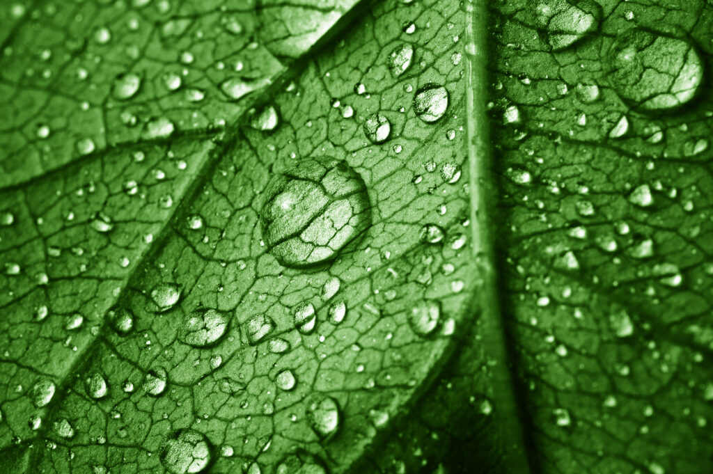 Extreme close-up van een groen blad met regen- of dauwdruppels en gedetailleerde bladnerven.