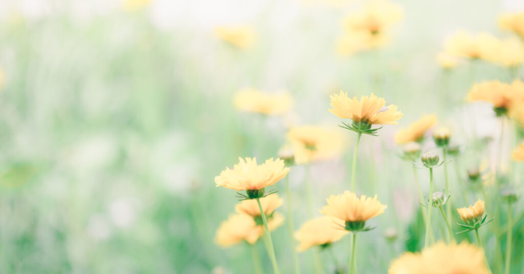 Close-up van gele weidebloemen met een zachte focus en onscherpe groene achtergrond.