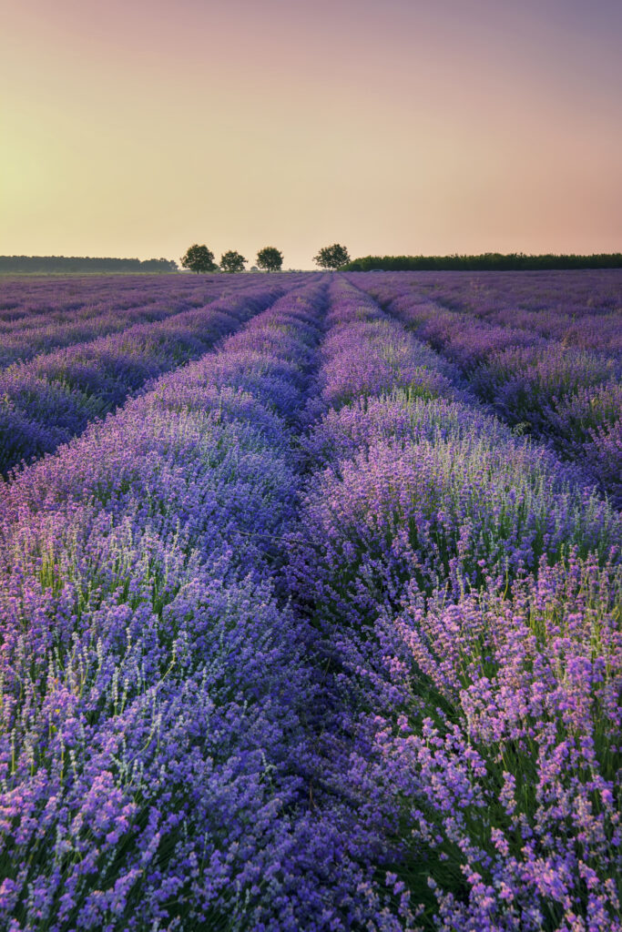 Verticaal beeld van een bloeiend lavendelveld met rijen die naar de horizon leiden onder een zachte zonsondergang.