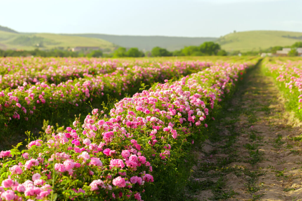 Zonnig veld vol rijen met roze rozenstruiken en een landschap van heuvels in de verte.