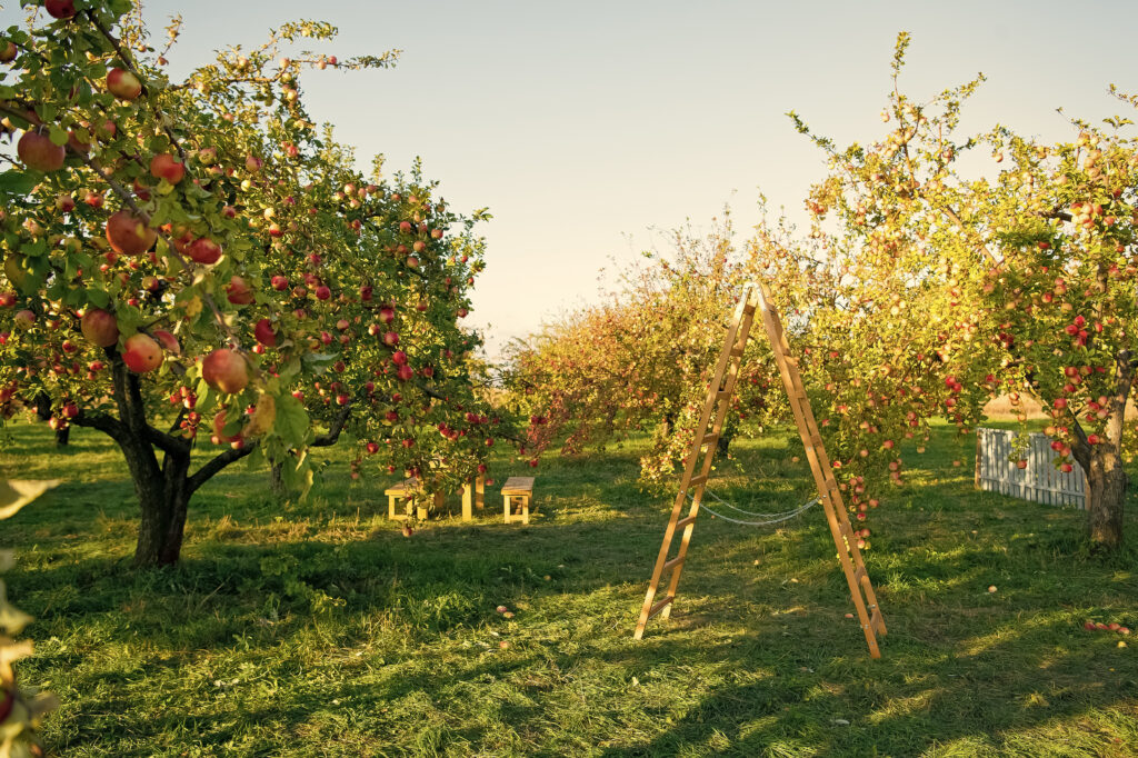 Houten ladder staand in het gras van een zonnige boomgaard omringd door appelbomen.