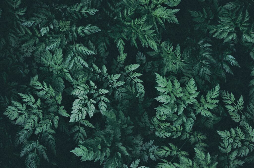 Bovenaanzicht van een dicht bladerdek met donkergroene, varenachtige planten die dienen als natuurlijke achtergrondtextuur.