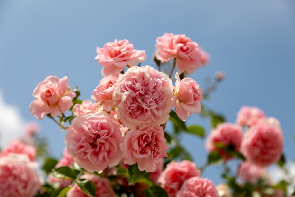 Laag standpunt van roze rozenbloemen met groene bladeren tegen een heldere blauwe luchtachtergrond.