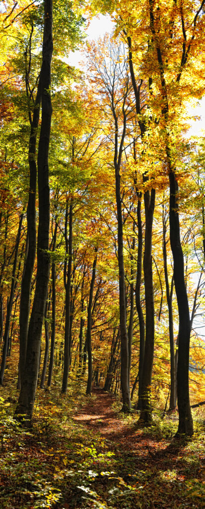 Verticale foto van een zonovergoten bospad omringd door hoge bomen met gele en oranje herfstkleuren.